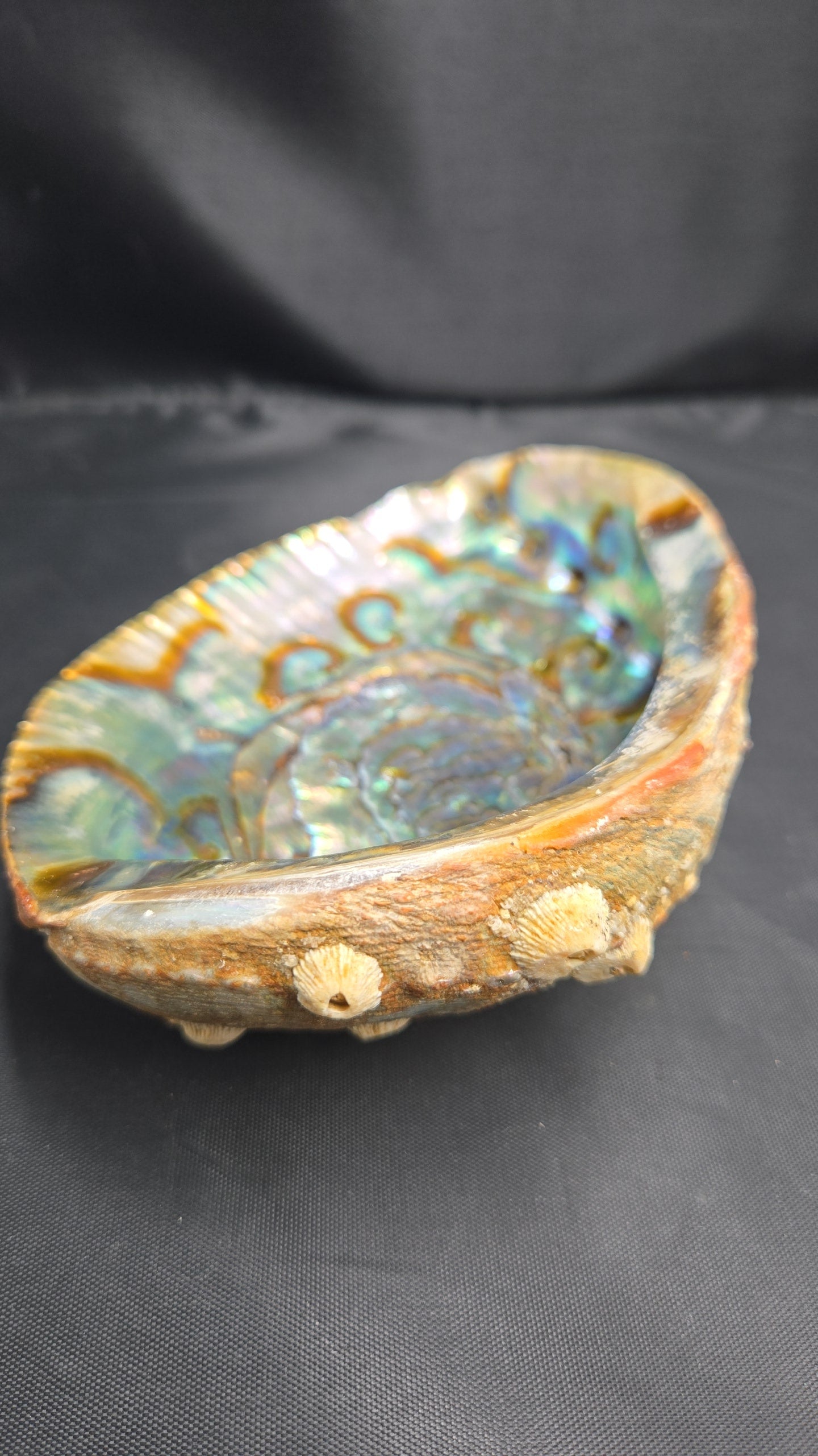 Large Barnicals Ash Tray Shell