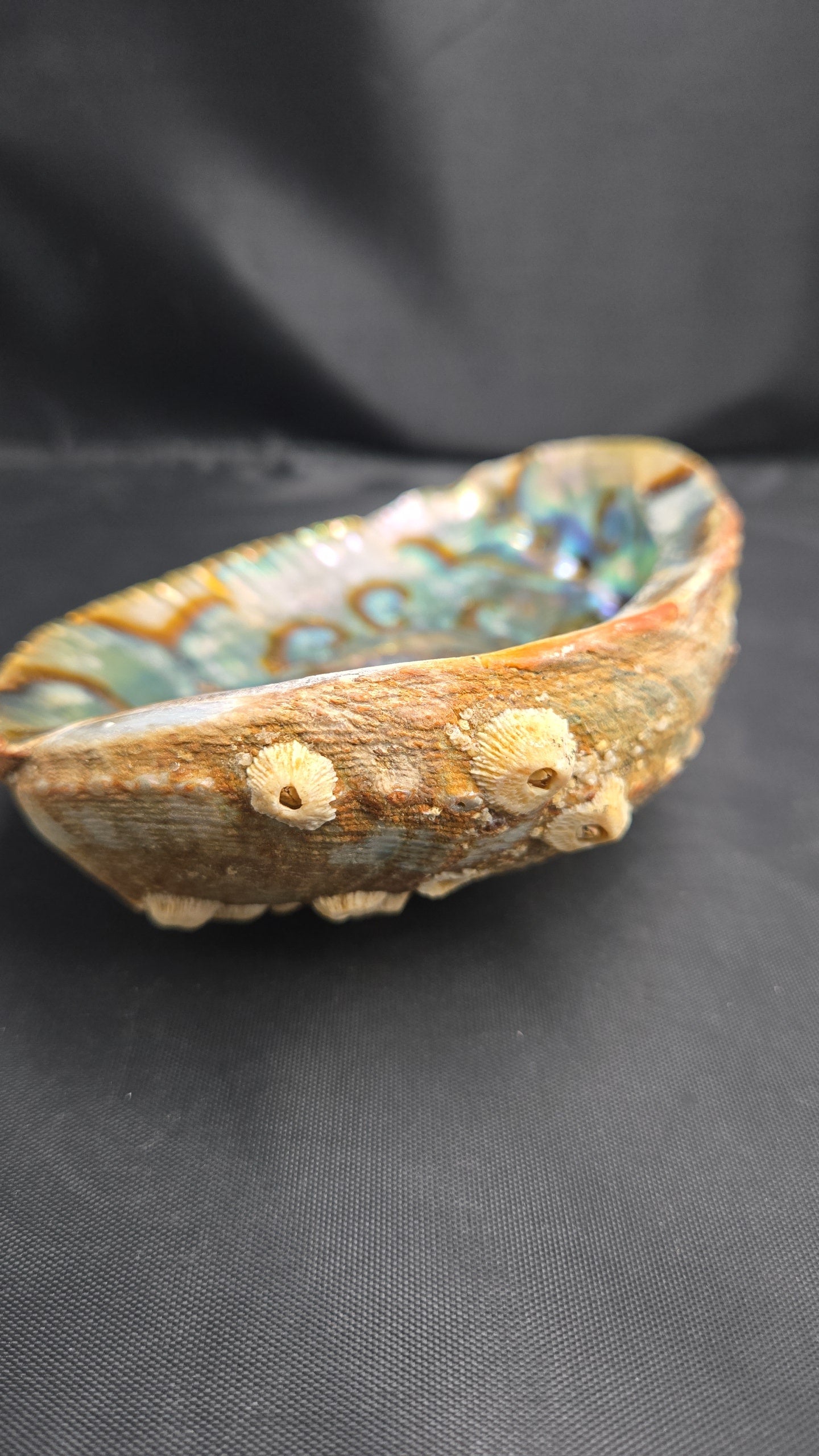 Large Barnicals Ash Tray Shell