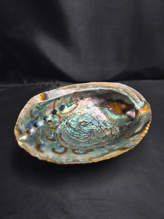 Large Barnicals Ash Tray Shell
